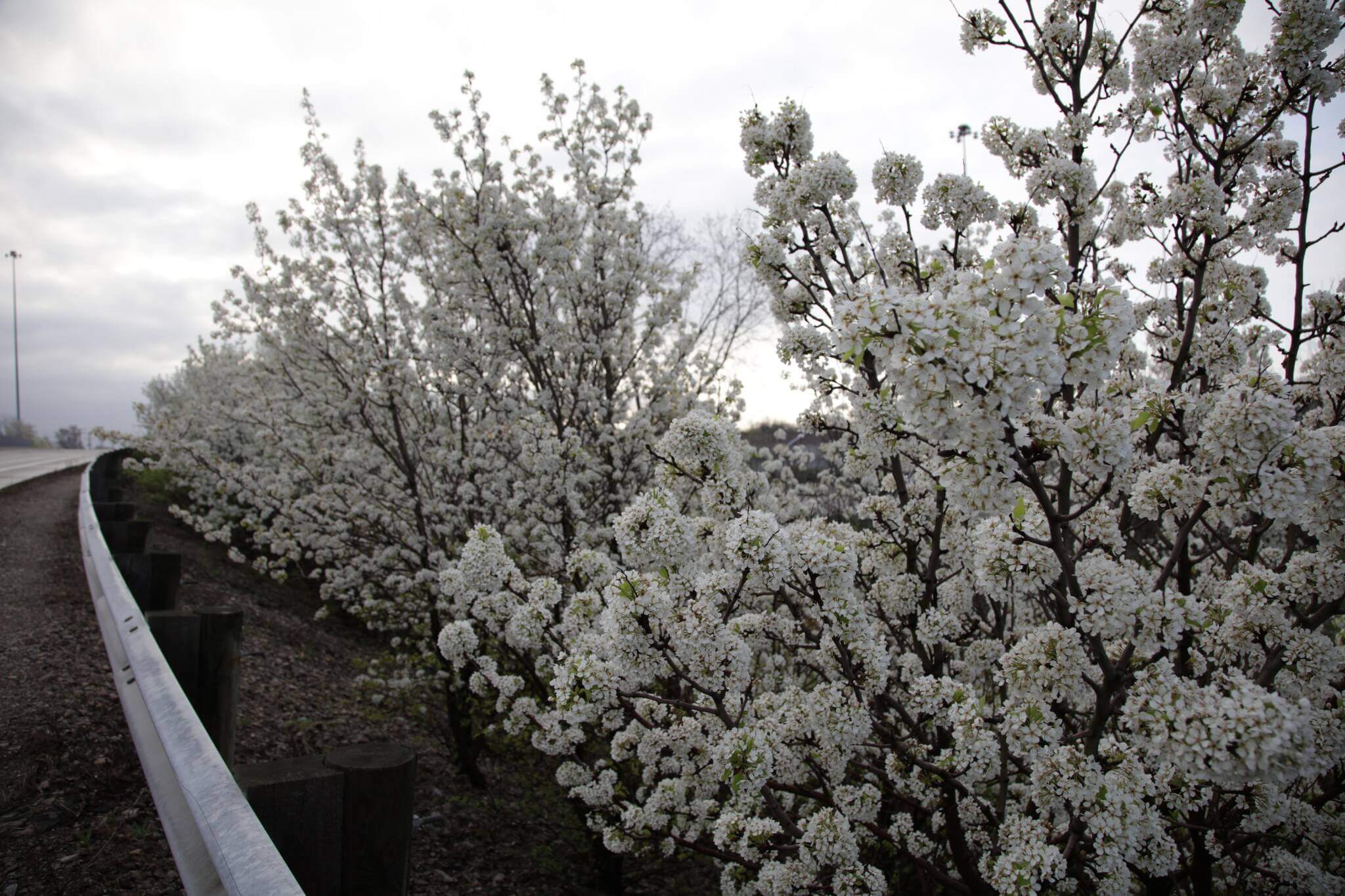 Callery+pear+2